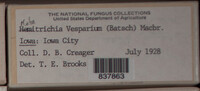 Metatrichia vesparium image